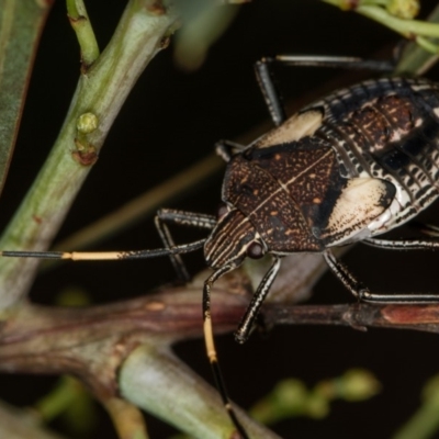 Theseus modestus (Gum tree shield bug) at Bruce Ridge to Gossan Hill - 13 Feb 2016 by Bron