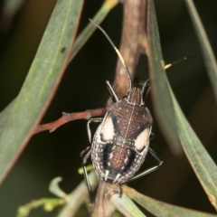 Theseus modestus at Bruce, ACT - 13 Feb 2016 11:56 AM