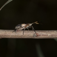 Theseus modestus at Bruce, ACT - 13 Feb 2016 11:56 AM