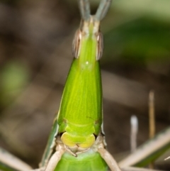 Acrida conica (Giant green slantface) at Bruce Ridge - 13 Feb 2016 by Bron