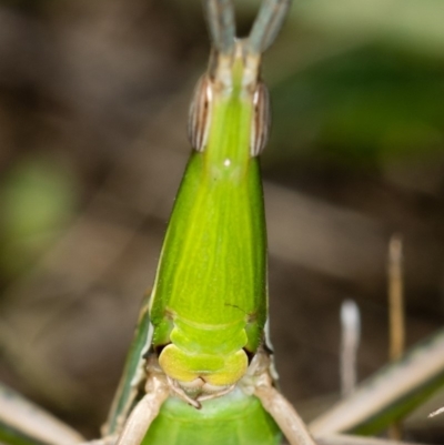 Acrida conica (Giant green slantface) at Bruce Ridge to Gossan Hill - 13 Feb 2016 by Bron