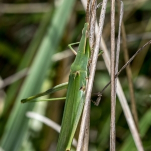 Acrida conica at Bruce, ACT - 13 Feb 2016