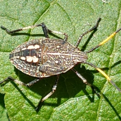 Pentatomidae (family) (Shield or Stink bug) at QPRC LGA - 15 Mar 2020 by LyndalT