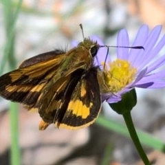 Ocybadistes walkeri (Green Grass-dart) at Albury - 15 Mar 2020 by AlburyW