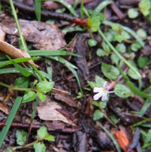Lobelia purpurascens at Bundanoon - 14 Mar 2020 12:30 PM