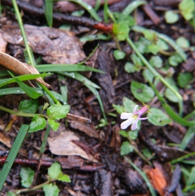 Lobelia purpurascens (White Root) at Wingecarribee Local Government Area - 14 Mar 2020 by Boobook38