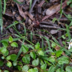 Lobelia purpurascens at Bundanoon - 14 Mar 2020