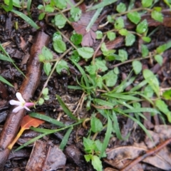 Lobelia purpurascens at Bundanoon - 14 Mar 2020