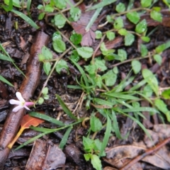 Lobelia purpurascens at Bundanoon - 14 Mar 2020 12:30 PM