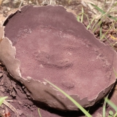 Calvatia cyathiformis at Tidbinbilla Nature Reserve - 15 Mar 2020 by Marthijn