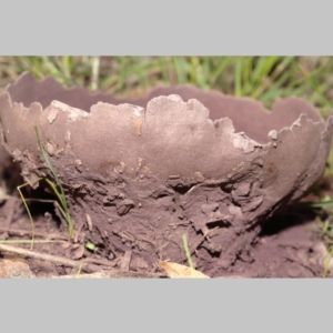 Calvatia cyathiformis at Paddys River, ACT - 15 Mar 2020