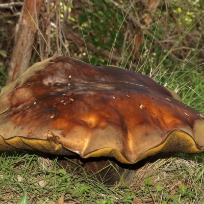 Phlebopus marginatus (Giant Bolete) at Tidbinbilla Nature Reserve - 14 Mar 2020 by Marthijn