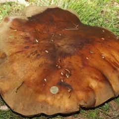 Phlebopus marginatus at Paddys River, ACT - 15 Mar 2020