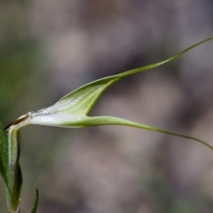 Diplodium sp. (A Greenhood) at Tidbinbilla Nature Reserve - 15 Mar 2020 by Marthijn