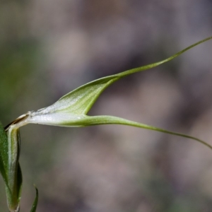 Diplodium sp. at Paddys River, ACT - 15 Mar 2020