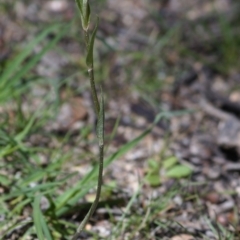 Diplodium sp. at Paddys River, ACT - suppressed