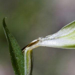 Diplodium sp. at Paddys River, ACT - suppressed