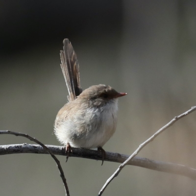 Malurus cyaneus (Superb Fairywren) at Majura, ACT - 11 Mar 2020 by jb2602
