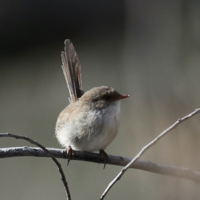 Malurus cyaneus (Superb Fairywren) at Mount Ainslie - 11 Mar 2020 by jb2602