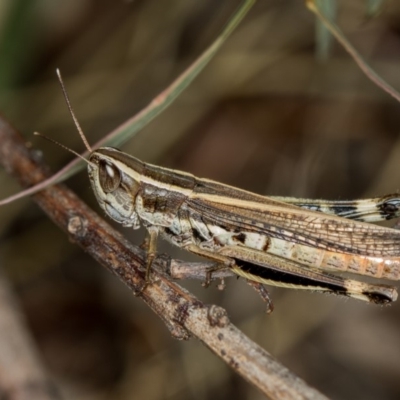 Macrotona australis (Common Macrotona Grasshopper) at Bruce Ridge to Gossan Hill - 13 Feb 2016 by Bron