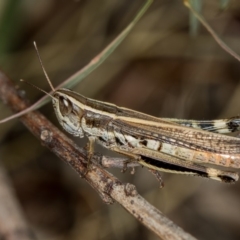 Macrotona australis (Common Macrotona Grasshopper) at Bruce, ACT - 13 Feb 2016 by Bron