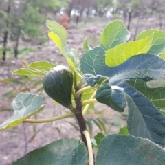 Ficus carica (Fig) at Jerrabomberra, ACT - 15 Mar 2020 by Mike