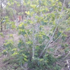 Ficus carica at Jerrabomberra, ACT - 15 Mar 2020