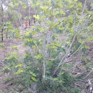 Ficus carica at Jerrabomberra, ACT - 15 Mar 2020