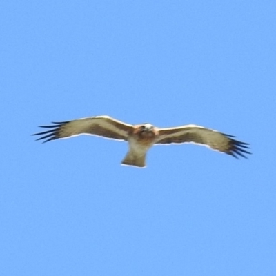 Hieraaetus morphnoides (Little Eagle) at Yarralumla, ACT - 14 Mar 2020 by HelenCross