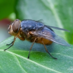 Calliphora augur (Lesser brown or Blue-bodied blowfly) at Symonston, ACT - 15 Mar 2020 by rawshorty