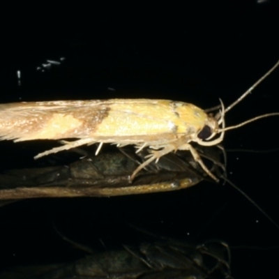 Stathmopoda crocophanes (Yellow Stathmopoda Moth) at Ainslie, ACT - 11 Mar 2020 by jbromilow50