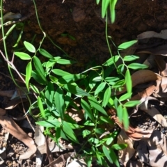 Eustrephus latifolius (Wombat Berry) at Surf Beach, NSW - 13 Mar 2020 by LyndalT