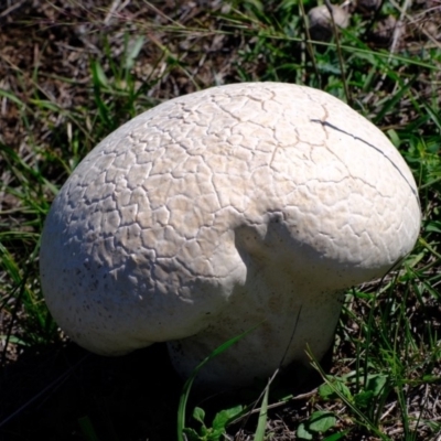 Calvatia sp. (a puffball ) at Denman Prospect 2 Estate Deferred Area (Block 12) - 15 Mar 2020 by Kurt