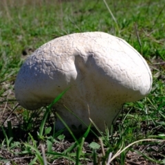 Calvatia sp. at Denman Prospect, ACT - 15 Mar 2020