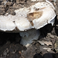 Amanita sp. (Amanita sp.) at Hughes Grassy Woodland - 15 Mar 2020 by KL