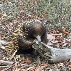 Tachyglossus aculeatus (Short-beaked Echidna) at Bruce Ridge - 15 Mar 2020 by mtchl