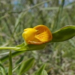 Zornia dyctiocarpa var. dyctiocarpa (Zornia) at Theodore, ACT - 15 Mar 2020 by owenh