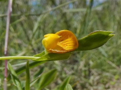 Zornia dyctiocarpa var. dyctiocarpa (Zornia) at Theodore, ACT - 15 Mar 2020 by owenh