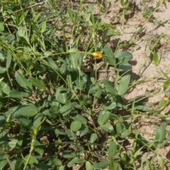 Zornia dyctiocarpa var. dyctiocarpa at Theodore, ACT - 15 Mar 2020