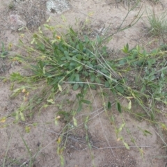 Zornia dyctiocarpa var. dyctiocarpa (Zornia) at Theodore, ACT - 15 Mar 2020 by owenh