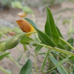 Zornia dyctiocarpa var. dyctiocarpa at Theodore, ACT - 15 Mar 2020