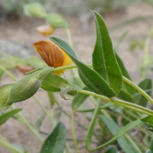 Zornia dyctiocarpa var. dyctiocarpa at Theodore, ACT - 15 Mar 2020