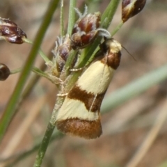 Chrysonoma fascialis (A Concealer moth (Wingia group) at Theodore, ACT - 15 Mar 2020 by owenh