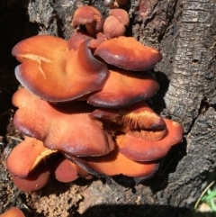 Unidentified Cap, gills below, no stem & usually on wood [stemless mushrooms & the like] at Red Hill Nature Reserve - 15 Mar 2020 by KL