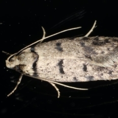 Scatochresis episema (A scat moth) at Ainslie, ACT - 11 Mar 2020 by jb2602