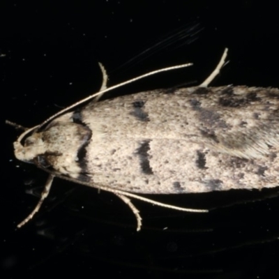 Scatochresis episema (A scat moth) at Ainslie, ACT - 11 Mar 2020 by jbromilow50