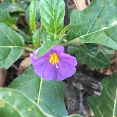 Solanum cinereum (Narrawa Burr) at Red Hill Nature Reserve - 15 Mar 2020 by KL