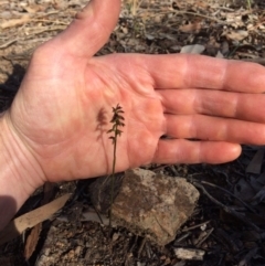 Corunastylis clivicola (Rufous midge orchid) at Mount Painter - 15 Mar 2020 by NickiTaws