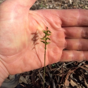 Corunastylis clivicola at Cook, ACT - suppressed