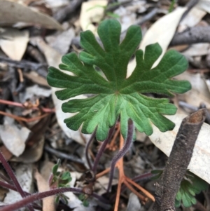 Geranium sp. at Hughes, ACT - 15 Mar 2020 12:38 PM